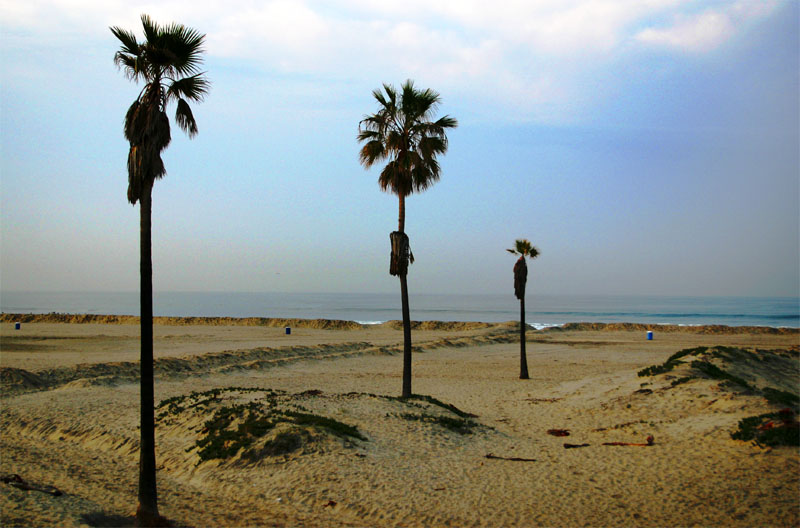 3 Palms