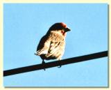 Bird on a wire