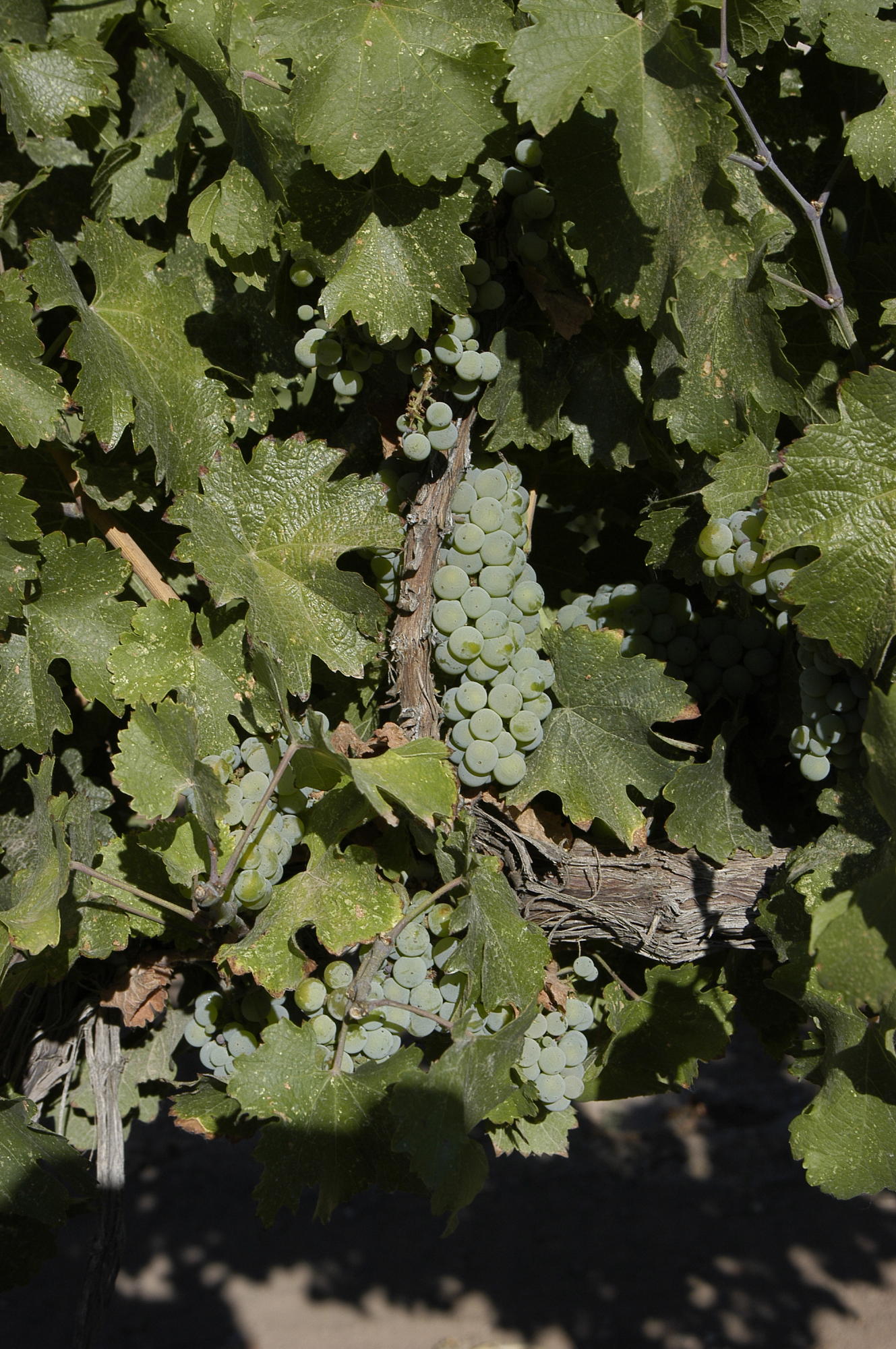 DSC_4687.JPG