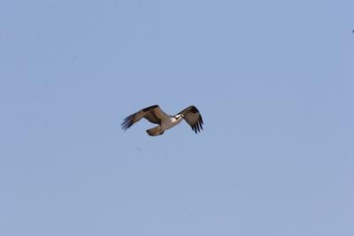 IMG_3951_resize.JPG