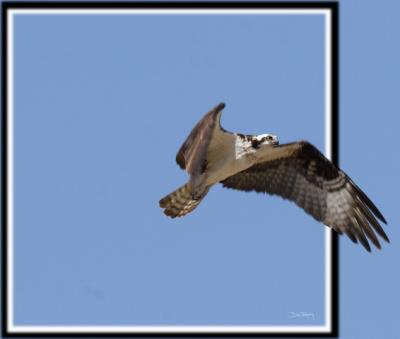 Osprey_resize.jpg