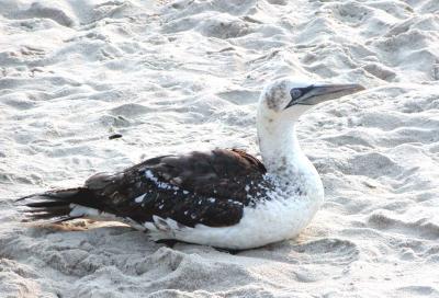 gannet