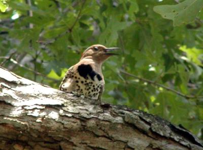 flicker