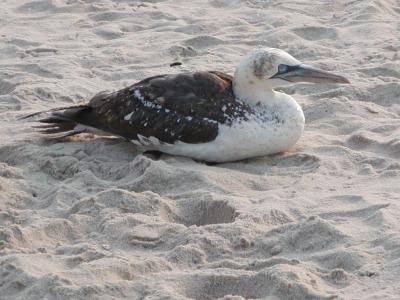 Gannets