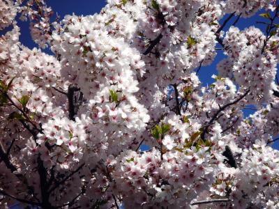 Skies of blue   April 14