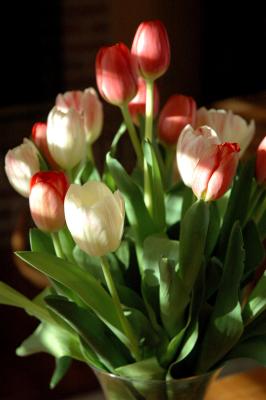 Tulips, evening light