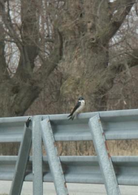 Guarding the Gate