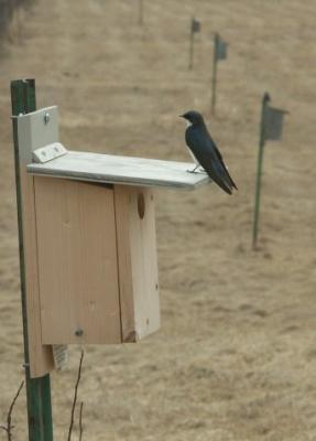 Tree Swallow At Bluebird's House