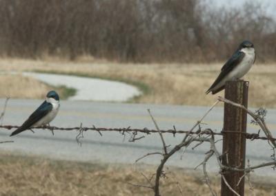 On the fence