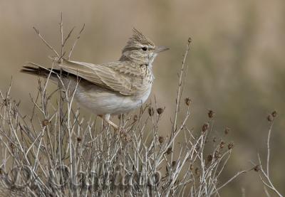 Thekla Lark (Galerida theklae ssp theresae)