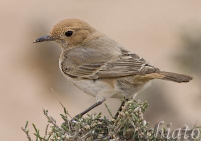 Red-rumped Wheatear (Oenanthe moesta)