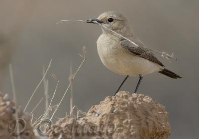 Desert Wheatear (Oenanthe deserti)