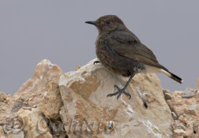 Black Wheatear (Oenanthe leucura)