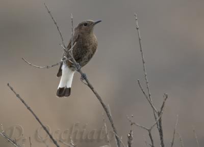 Black Wheatear (Oenanthe leucura)