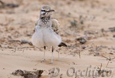 Hoopoe Lark (Alaemon alaudipes)