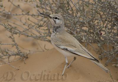 Hoopoe Lark (Alaemon alaudipes)