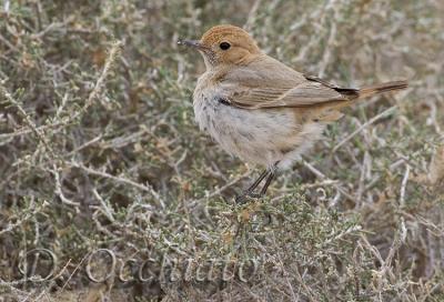 Red-rumped Wheatear (Oenanthe moesta)