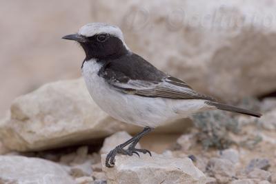 Red-rumped Wheatear (Oenanthe moesta)