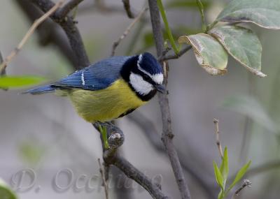 African Blue Tit (Cyanistes teneriffae)