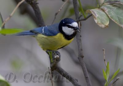 African Blue Tit (Cyanistes teneriffae)