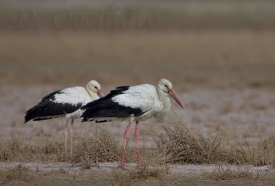 White Stork (Ciconia ciconia)