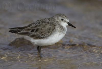 Little Stint (Calidris minuta)