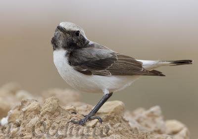 Maghreb Wheatear (Oenanthe halophila)