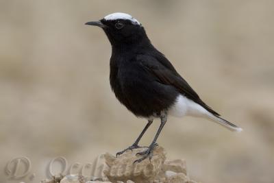 White-crowned Black Wheatear (Oenanthe leucopyga)