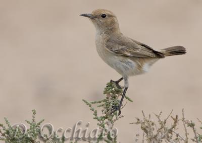 Red-rumped Wheatear (Oenanthe moesta)