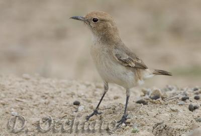 Red-rumped Wheatear (Oenanthe moesta)