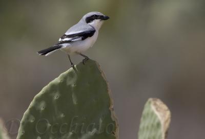 Southern Great Grey Shrike (Lanius meridionalis ssp elegans)