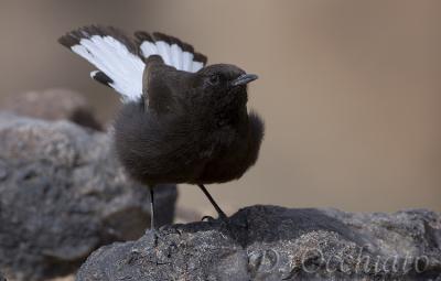 Black Wheatear (Oenanthe leucura)