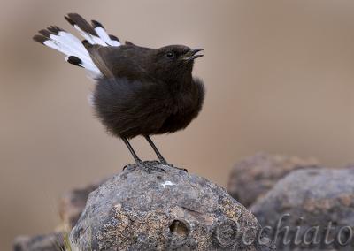 Black Wheatear (Oenanthe leucura)