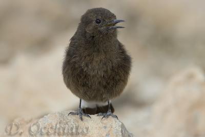 Black Wheatear (Oenanthe leucura)