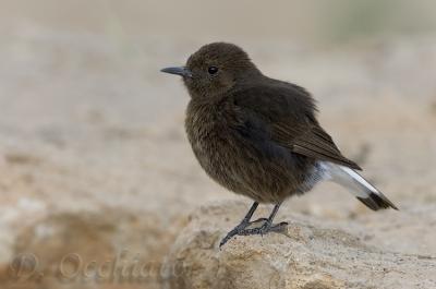 Black Wheatear (Oenanthe leucura)