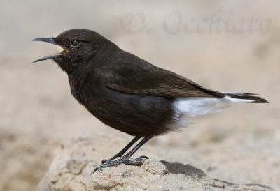 Black Wheatear (Oenanthe leucura)