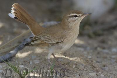 Rufous Bush Robin (Cercotrichas galactotes ssp galactotes)