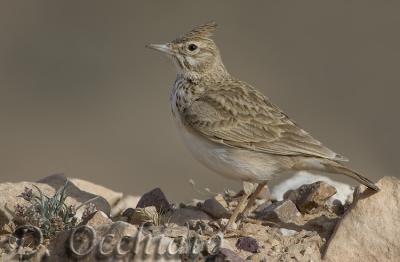 Crested Lark (Galerida cristata) or Maghreb Crested Lark (Galerida macrorhyncha)