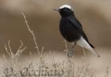 White-crowned Black Wheatear (Oenanthe leucopyga)