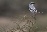 Southern Great Grey Shrike (Lanius meridionalis ssp elegans)