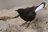 Black Wheatear (Oenanthe leucura)