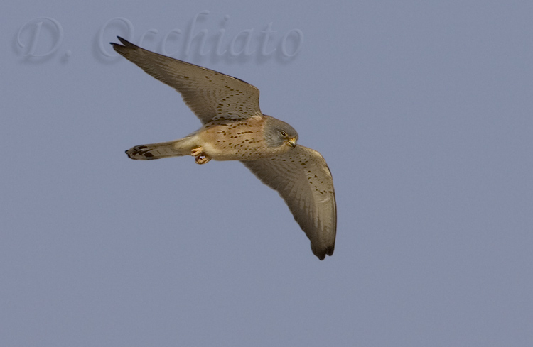 Lesser Kestrel (Falco naumannii)