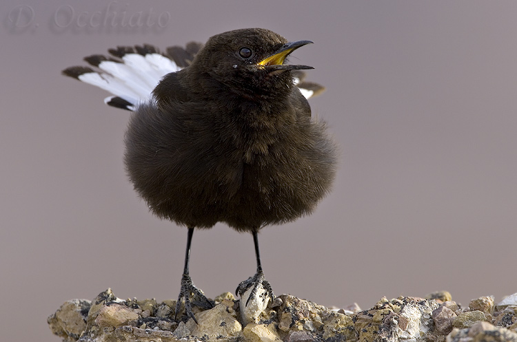 Black Wheatear (Oenanthe leucura)