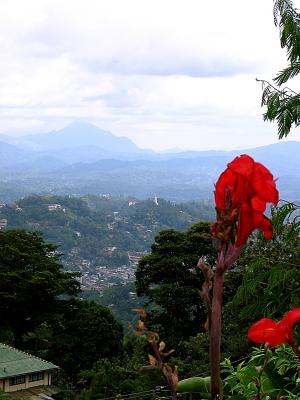 View From the Tea Museum