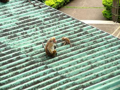 Hotel Monkey