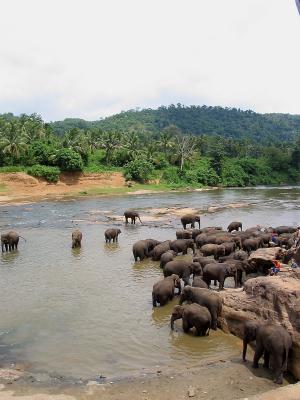 Pinnewela Elephant Orphanage
