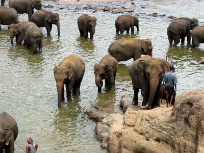 ... and more elephants