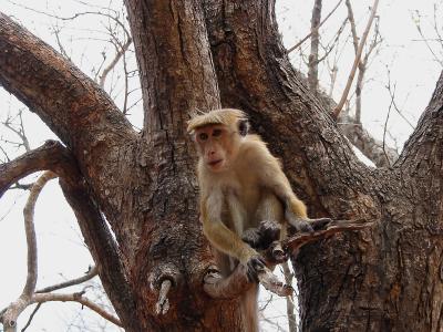 sigiriya monkey