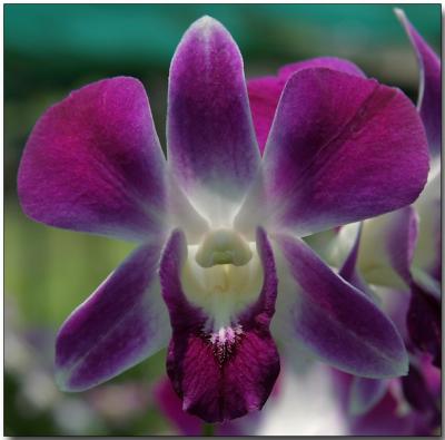 Orchid 39