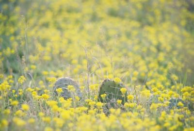 Prickly Pear